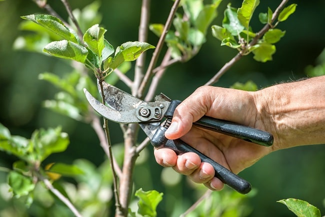 Benefits of Tree Trimming and Pruning