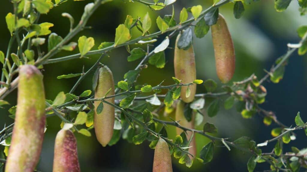 DIY 2 – Header – Top ten bush tucker plants to grow Guide to edible natives – GAP Photos Brent Wilson