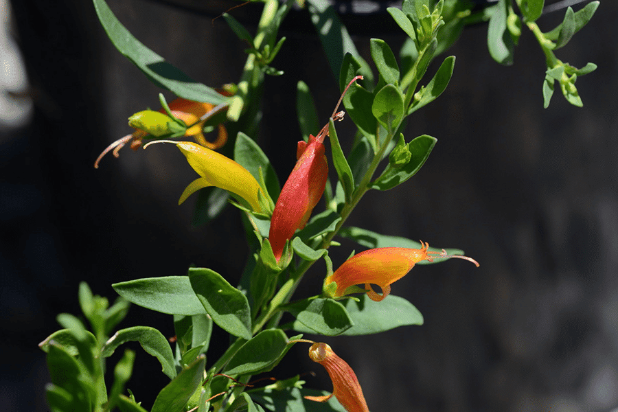 eremophila nursery perth