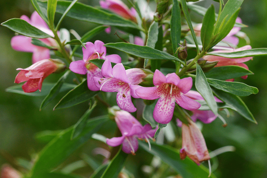 eremophila perth nursery