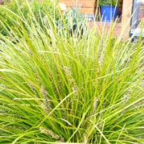 lomandra lime tuff plant