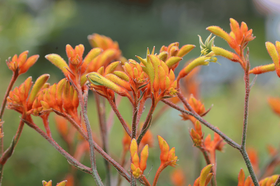 perth kangaroo paws perth