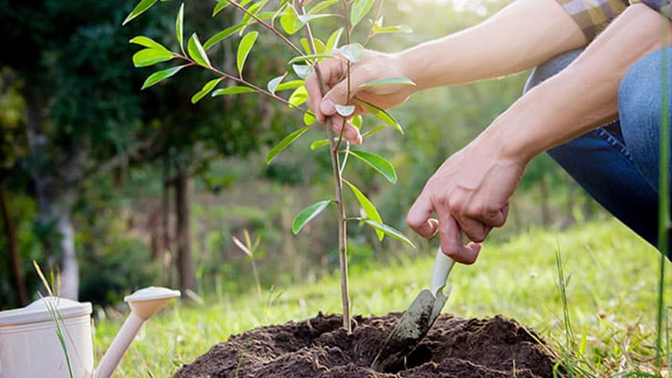 tree planting sapling