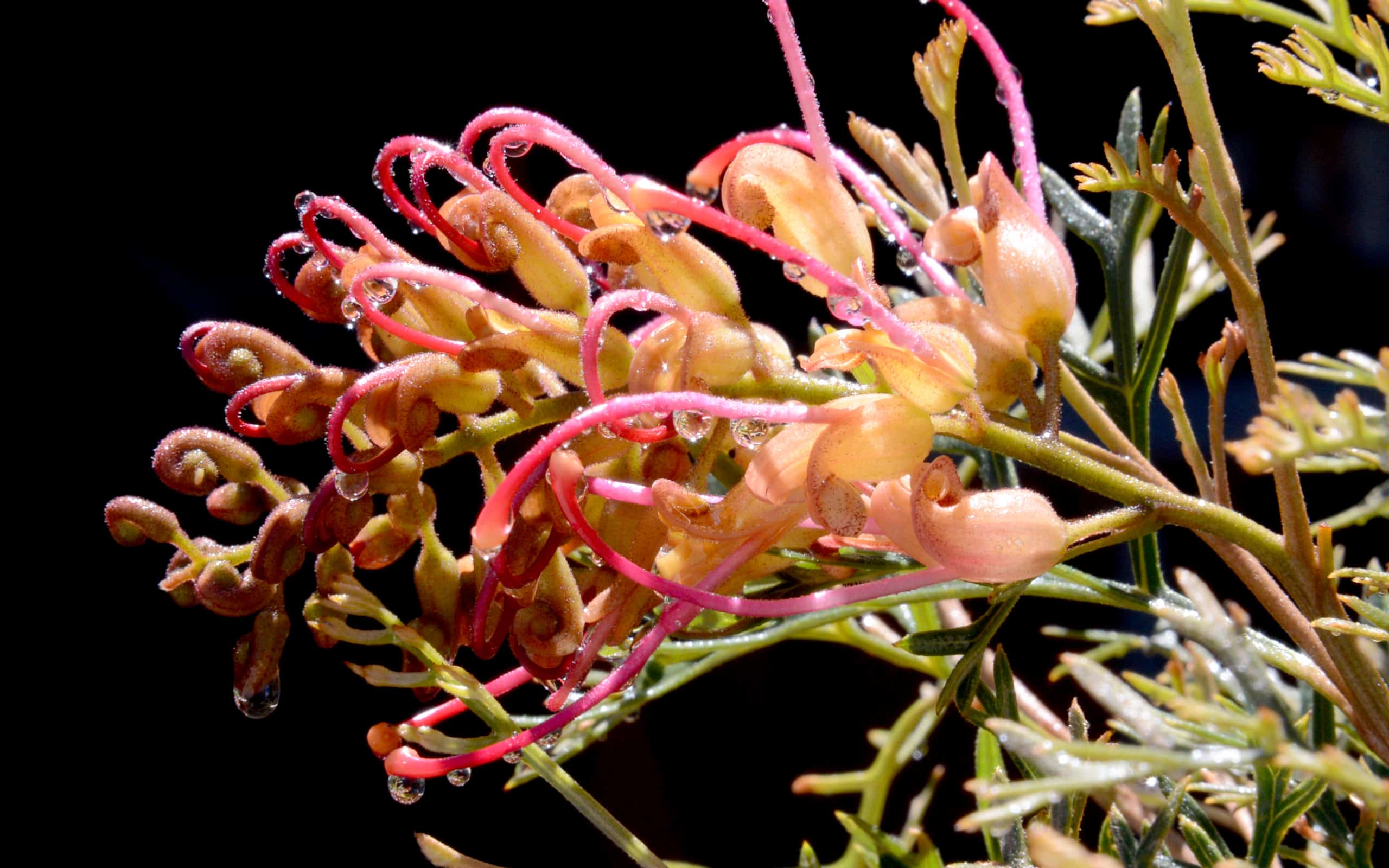 Bird Attracting Plants Zanthorrea Nursery Perth