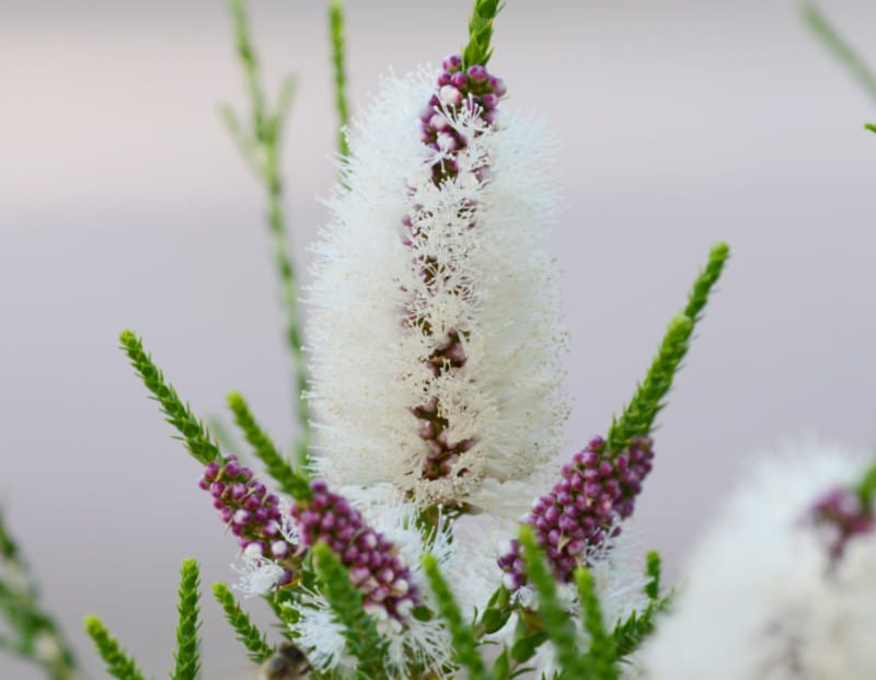 Melaleuca huegelii