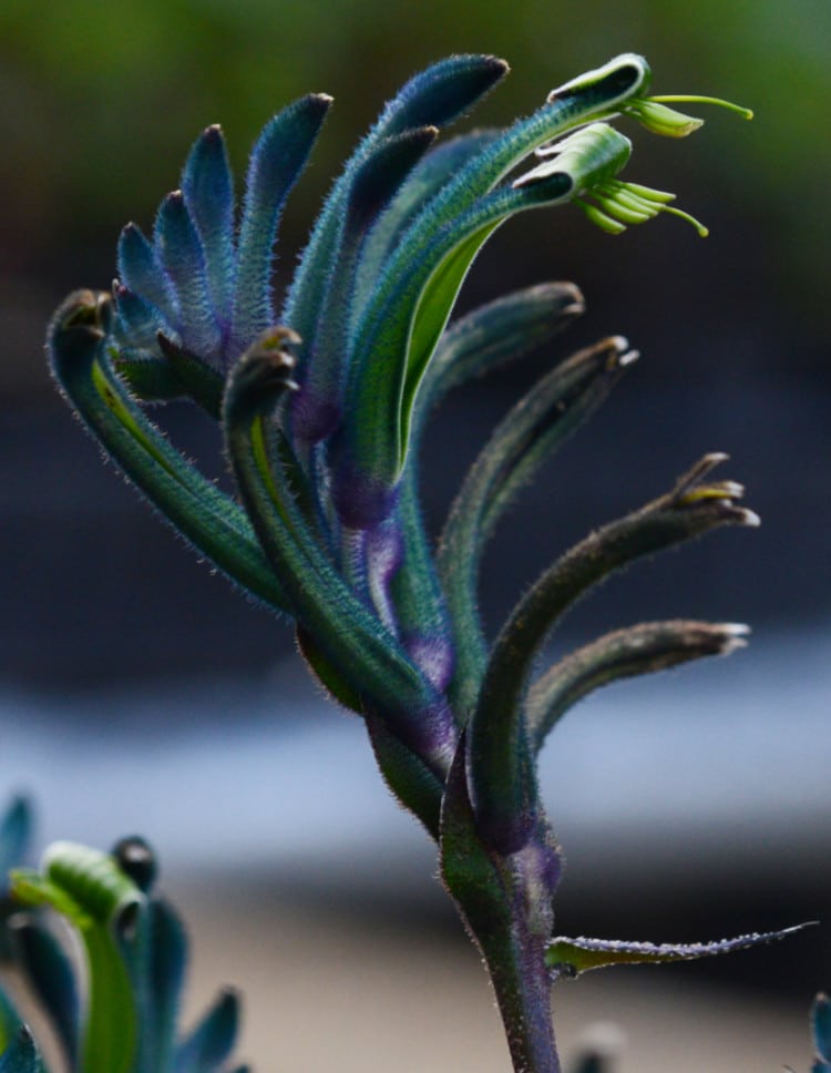 Anigozanthos masquerade