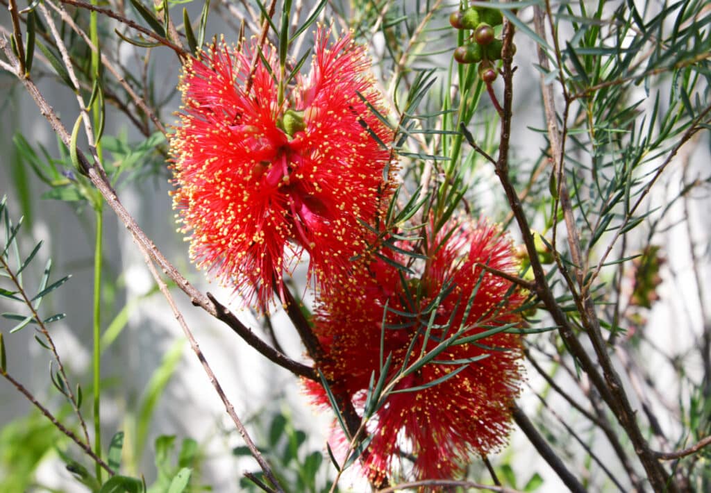 Melaleuca fulgens Hot Red
