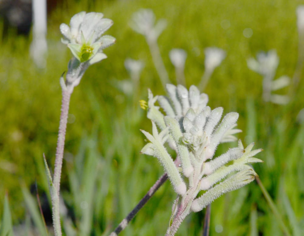 Anigozanthos Bush Diamond web