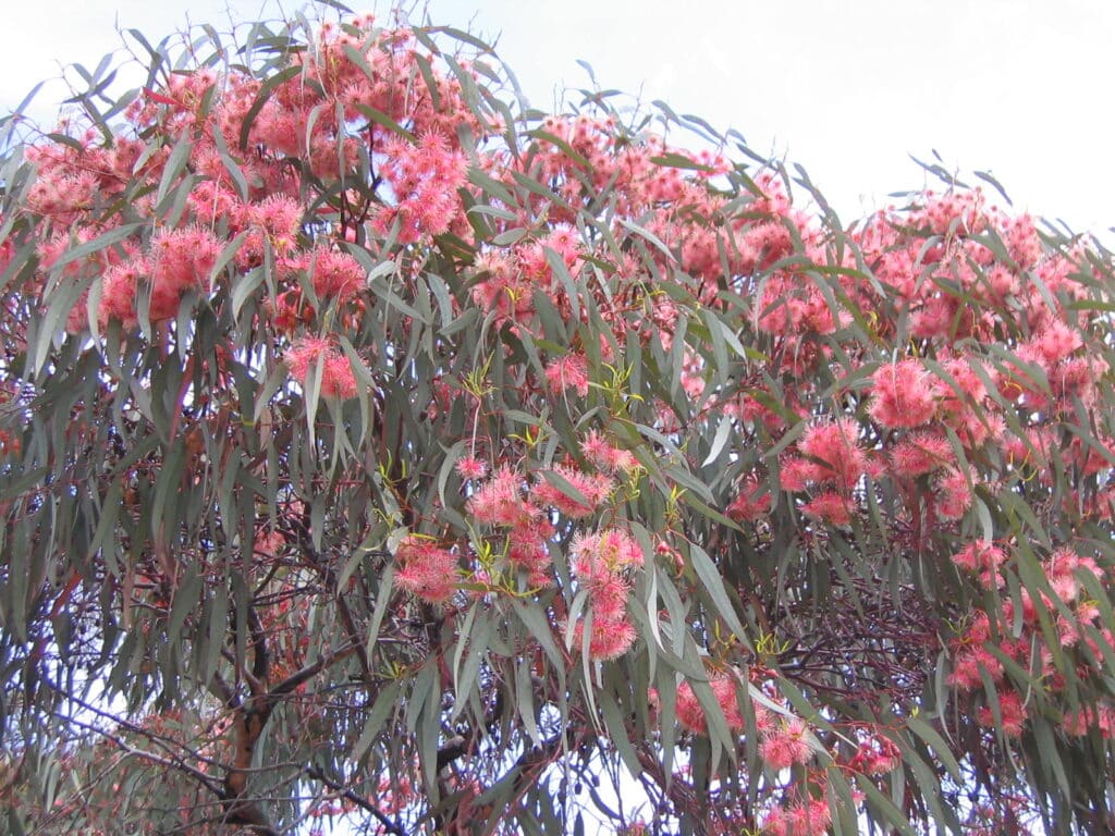 Eucalyptus torquata5