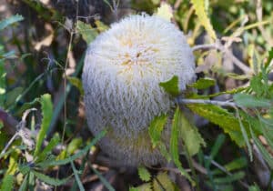 Banksia baueri
