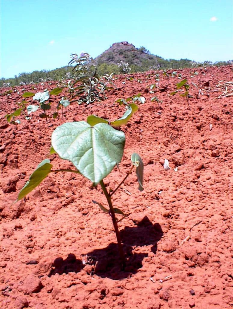 plant in clay