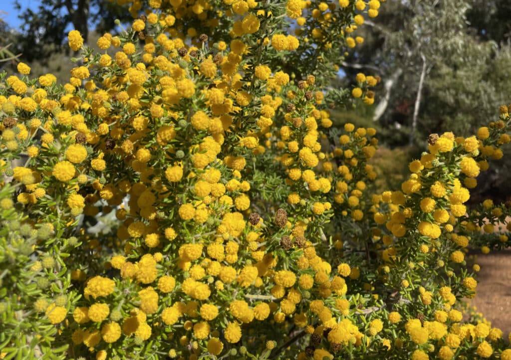 Acacia guinettii