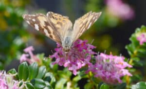 Pimelea ferruginea