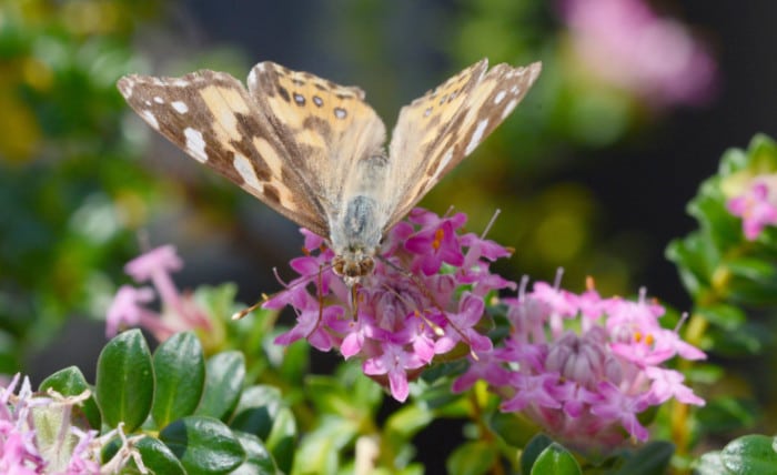 Pimelea ferruginea