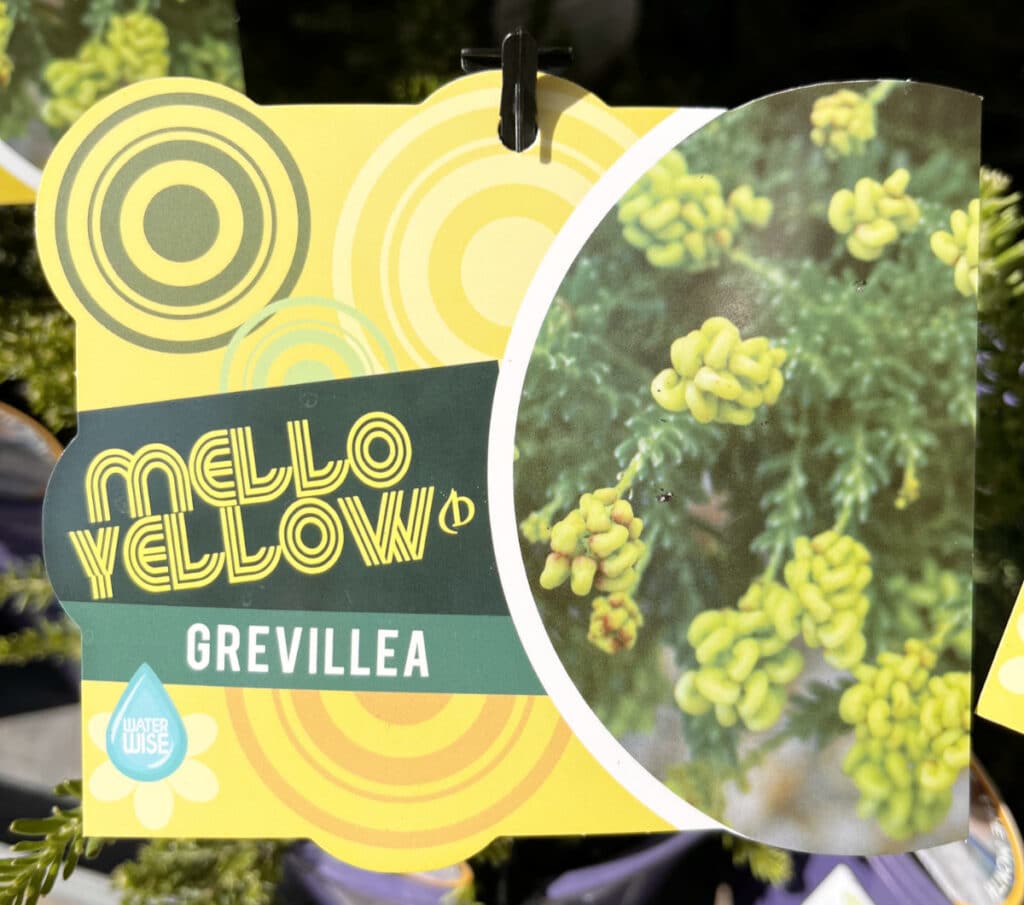 Grevillea Mello Yellow
