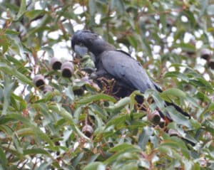 Red tailed black cockatoo eating marri nuts sml