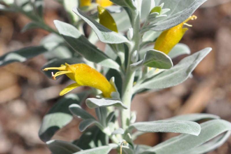 Eremophila Kalbarri Carpet800