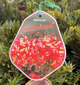 Grevillea Knockout