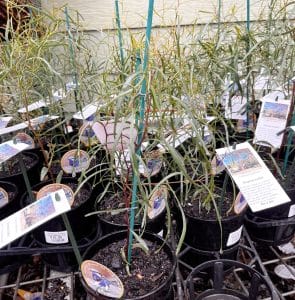 Eucalyptus spathulata crop