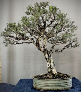Bonsai melaleuca