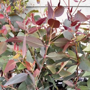 Eucalyptus rudis