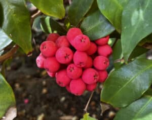 Syzygium luehmannii berries